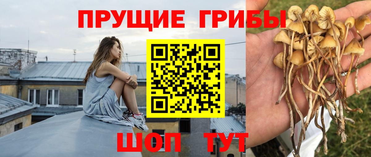 Галлюциногенные грибы Psilocybe  Вход с VPN  Балашиха 